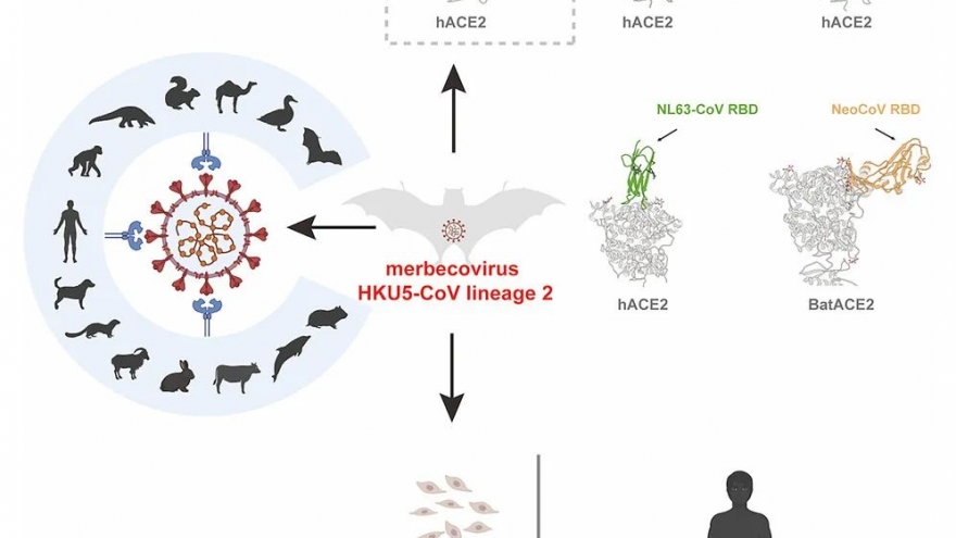 Trung Quốc phát hiện virus corona mới ở dơi có cơ chế lây giống Covid-19